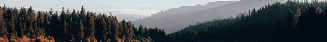 Foggy forest in the mountains