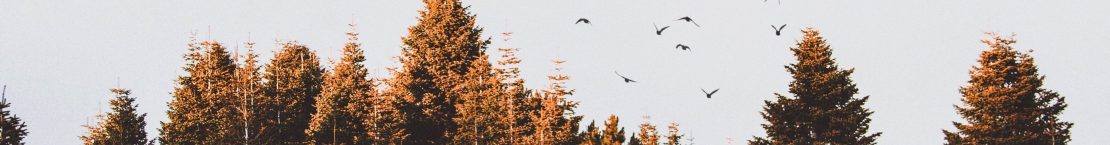 Crows flying over a forest at dusk