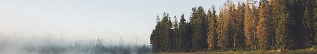 Morning fog on a lake next to a forest